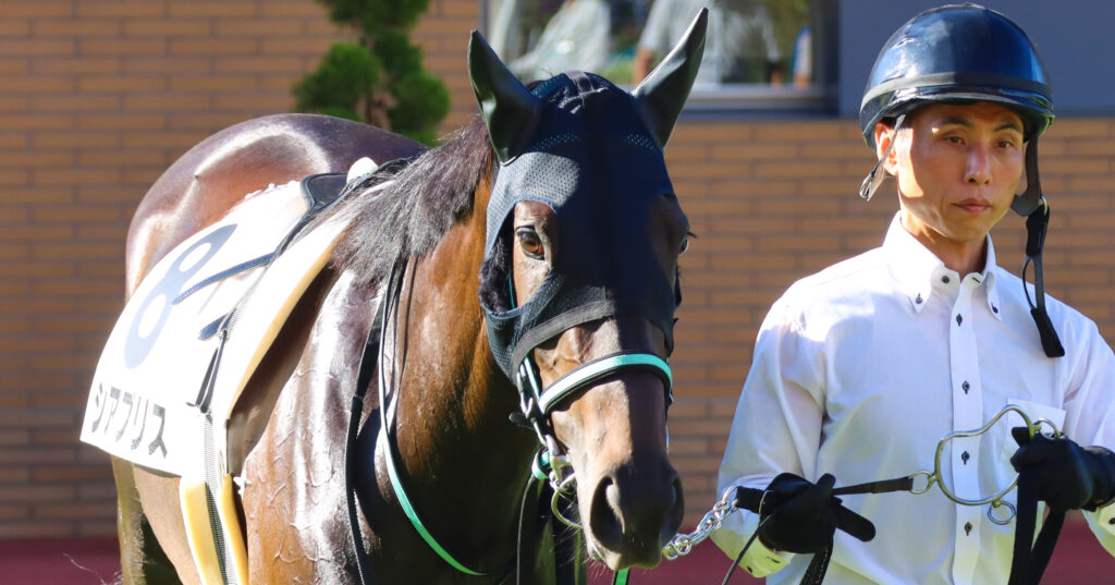 2024年8月17日新潟競馬場の3歳以上1勝クラス、パドックを落ち着いて周回する出資馬シアブリスの姿