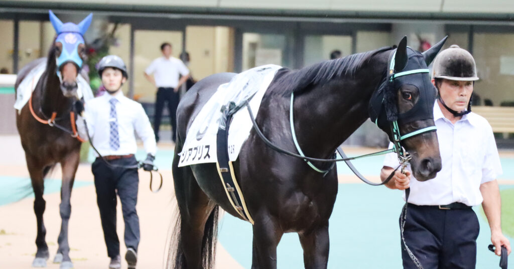 2024年10月19日東京競馬場の3歳以上1勝クラス、パドックを落ち着いた様子で周回する出資馬シアブリスの姿