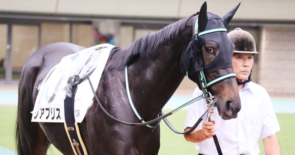 2024年10月19日東京競馬場の3歳以上1勝クラス、パドックを落ち着いた様子で周回する出資馬シアブリスの姿