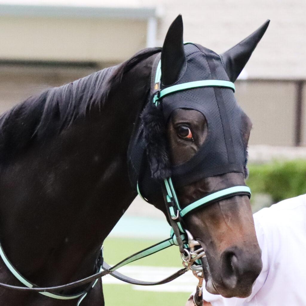 2024年10月19日東京競馬場の3歳以上1勝クラス、パドックを落ち着いた様子で周回する出資馬シアブリスの姿