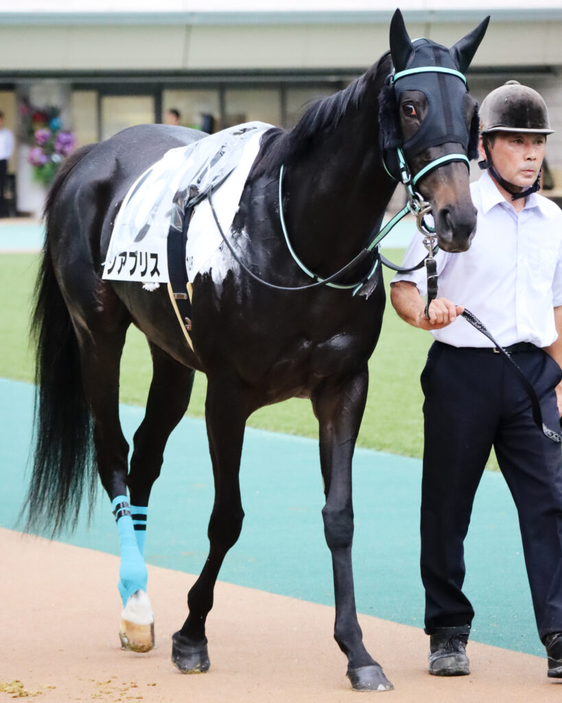 2024年10月19日東京競馬場の3歳以上1勝クラス、パドックを落ち着いた様子で周回する出資馬シアブリスの姿