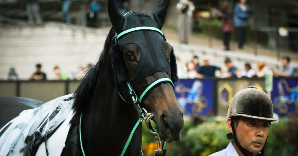 2024年10月19日東京競馬場の3歳以上1勝クラス、パドックを落ち着いた様子で周回する出資馬シアブリスの姿