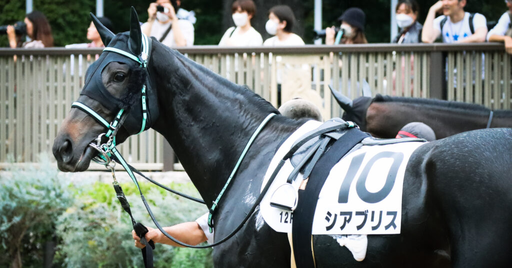 2024年10月19日東京競馬場の3歳以上1勝クラス、パドックを落ち着いた様子で周回する出資馬シアブリスの姿