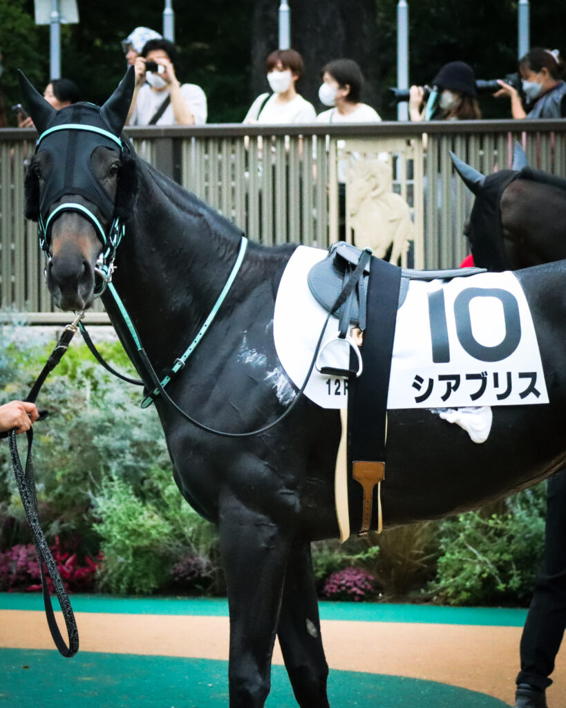 2024年10月19日東京競馬場の3歳以上1勝クラス、パドックを落ち着いた様子で周回する出資馬シアブリスの姿