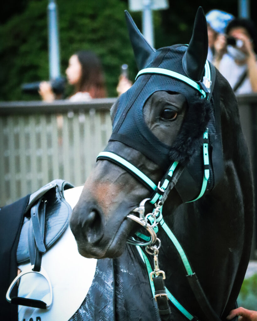 2024年10月19日東京競馬場の3歳以上1勝クラス、パドックを落ち着いた様子で周回する出資馬シアブリスの姿