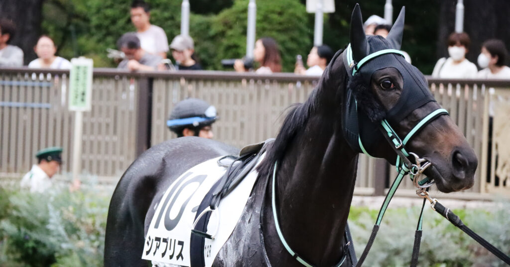 2024年10月19日東京競馬場の3歳以上1勝クラス、パドックを落ち着いた様子で周回する出資馬シアブリスの姿