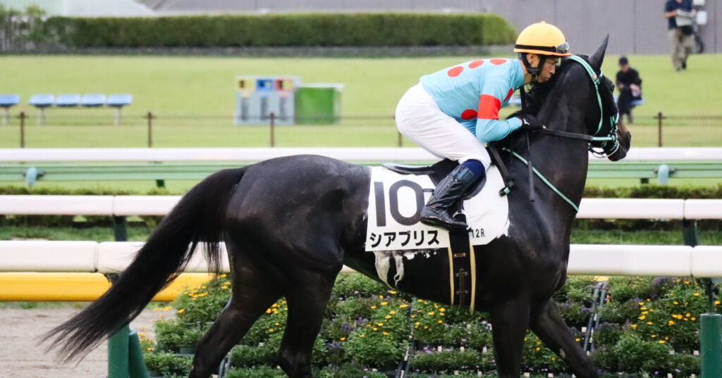 2024年10月19日東京競馬場の3歳以上1勝クラス、北村宏司騎手騎乗の出資馬シアブリスが返し馬で馬場に入るレース前写真