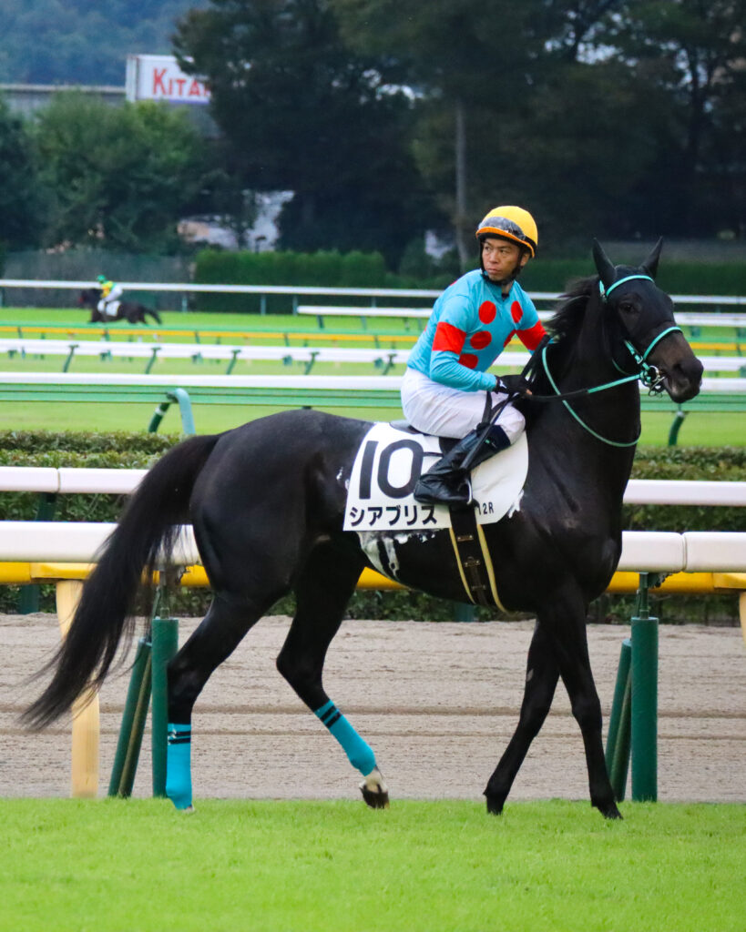 2024年10月19日東京競馬場の3歳以上1勝クラス、北村宏司騎手騎乗の出資馬シアブリスが返し馬で馬場に入るレース前写真
