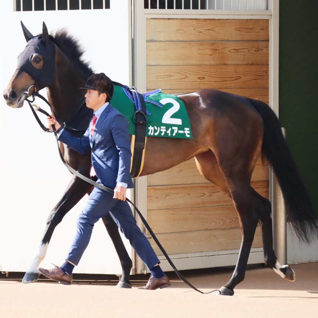 2024年3月16日中山競馬場のフラワーカップ、パドックを周回する出資馬カンティアーモの姿
