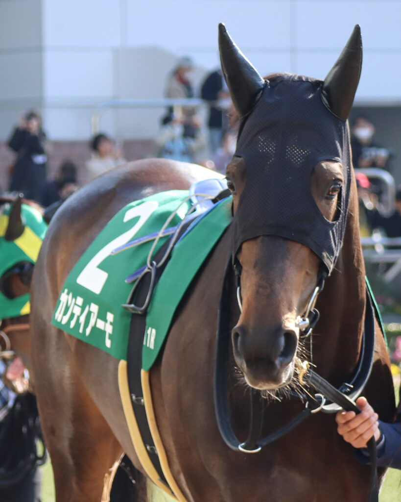 2024年3月16日中山競馬場のフラワーカップ、パドックを周回する出資馬カンティアーモの姿