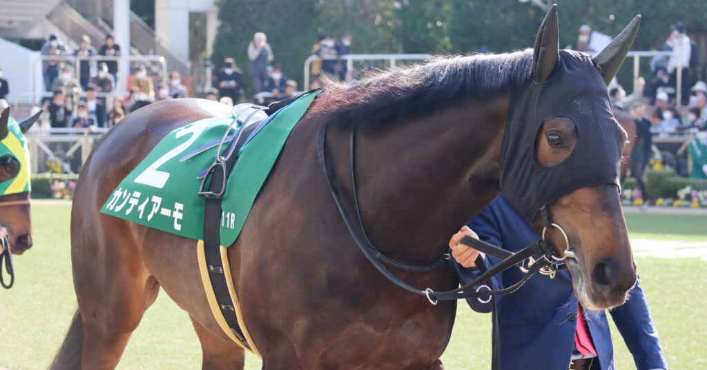 2024年3月16日中山競馬場のフラワーカップ、パドックを周回する出資馬カンティアーモの姿