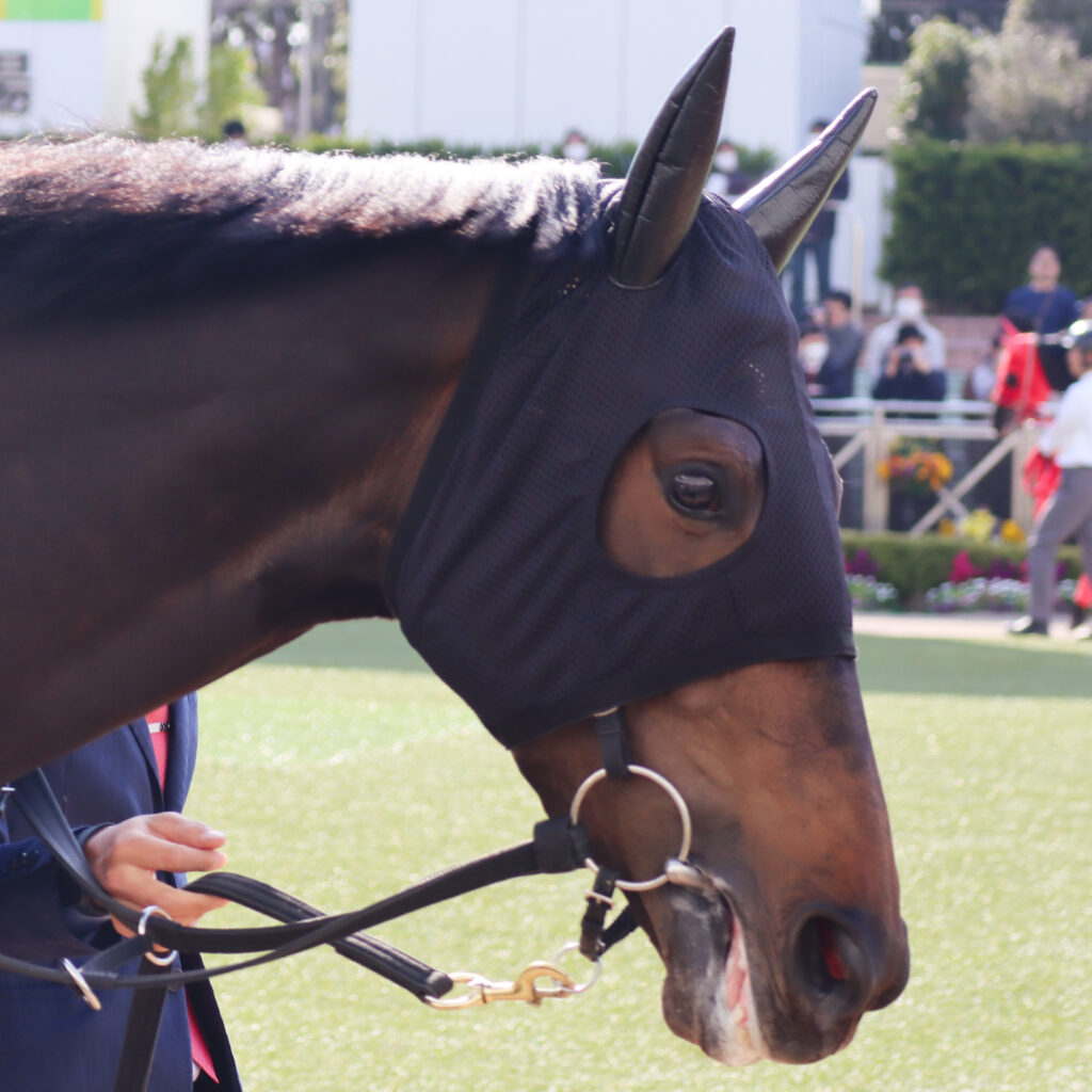 2024年3月16日中山競馬場のフラワーカップ、パドックを周回する出資馬カンティアーモの姿