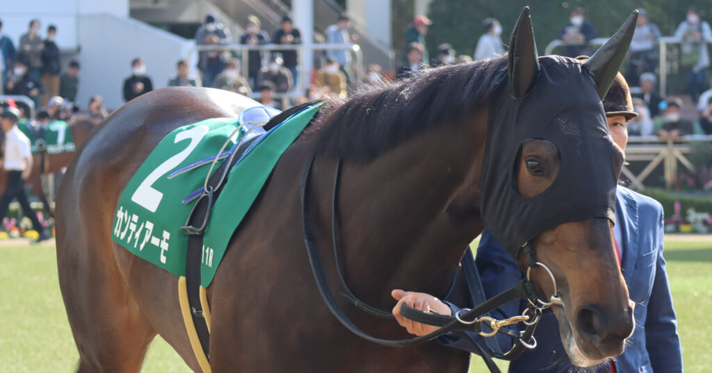 2024年3月16日中山競馬場のフラワーカップ、パドックを周回する出資馬カンティアーモの姿