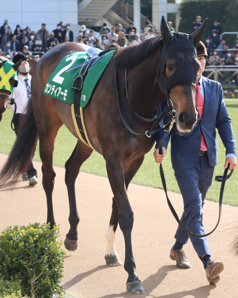 2024年3月16日中山競馬場のフラワーカップ、パドックを周回する出資馬カンティアーモの姿