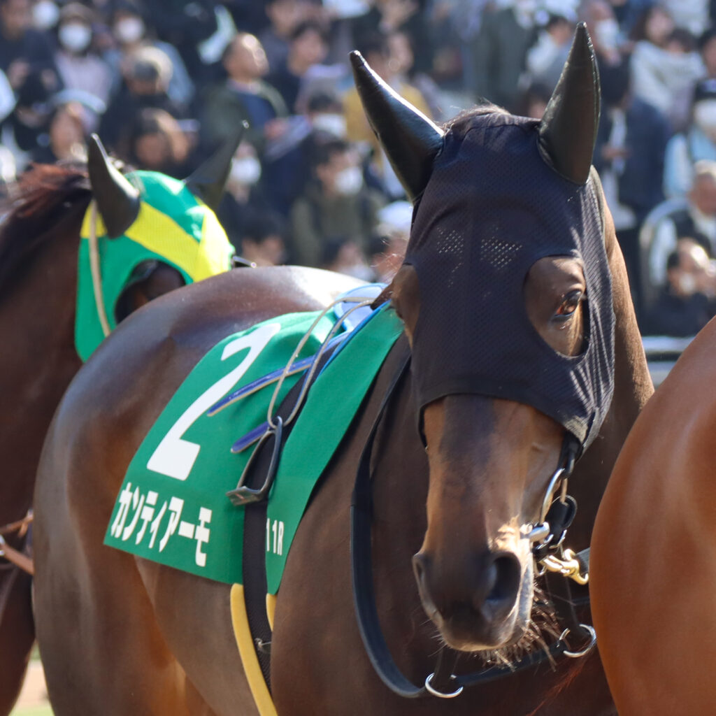 2024年3月16日中山競馬場のフラワーカップ、パドックを周回する出資馬カンティアーモの姿