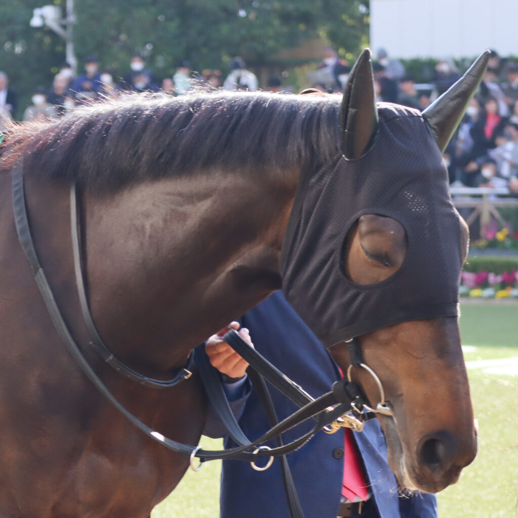 2024年3月16日中山競馬場のフラワーカップ、パドックを周回する出資馬カンティアーモの姿
