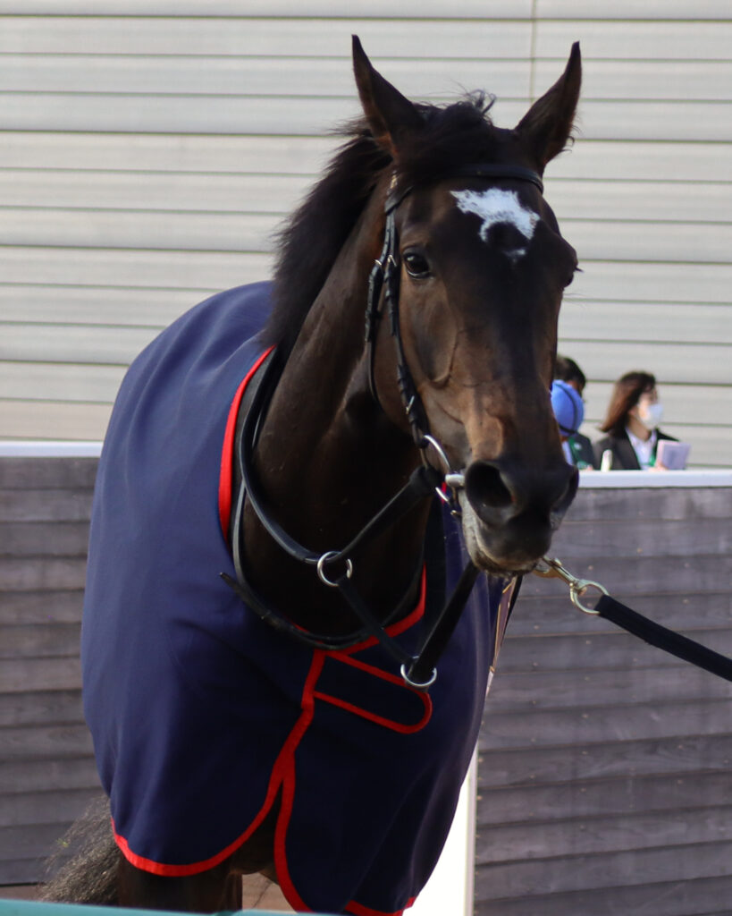 2024年3月16日中山競馬場のフラワーカップ後、馬着を着て疲れた様子を見せる出資馬カンティアーモの姿