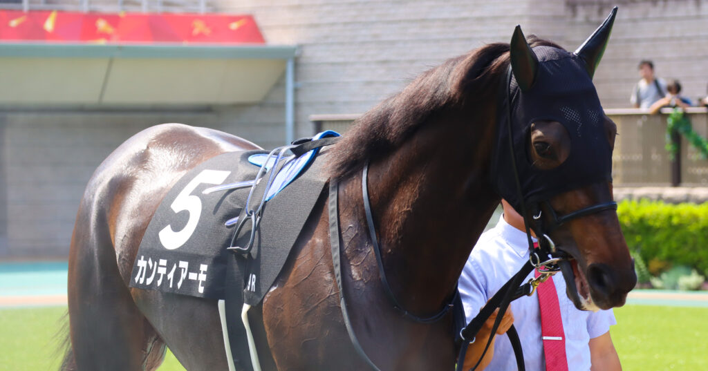 2024年5月18日東京競馬場のカーネーションカップ、パドックを落ち着いた様子で周回する出資馬カンティアーモ