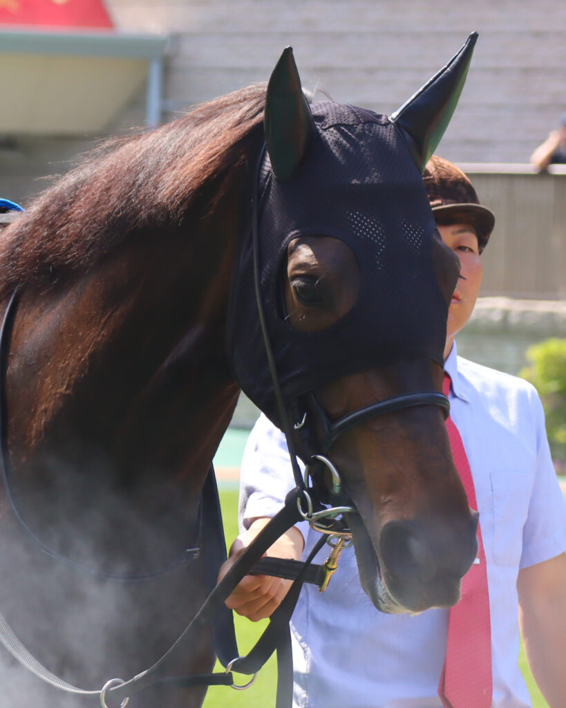 2024年5月18日東京競馬場のカーネーションカップ、パドックを落ち着いた様子で周回する出資馬カンティアーモ