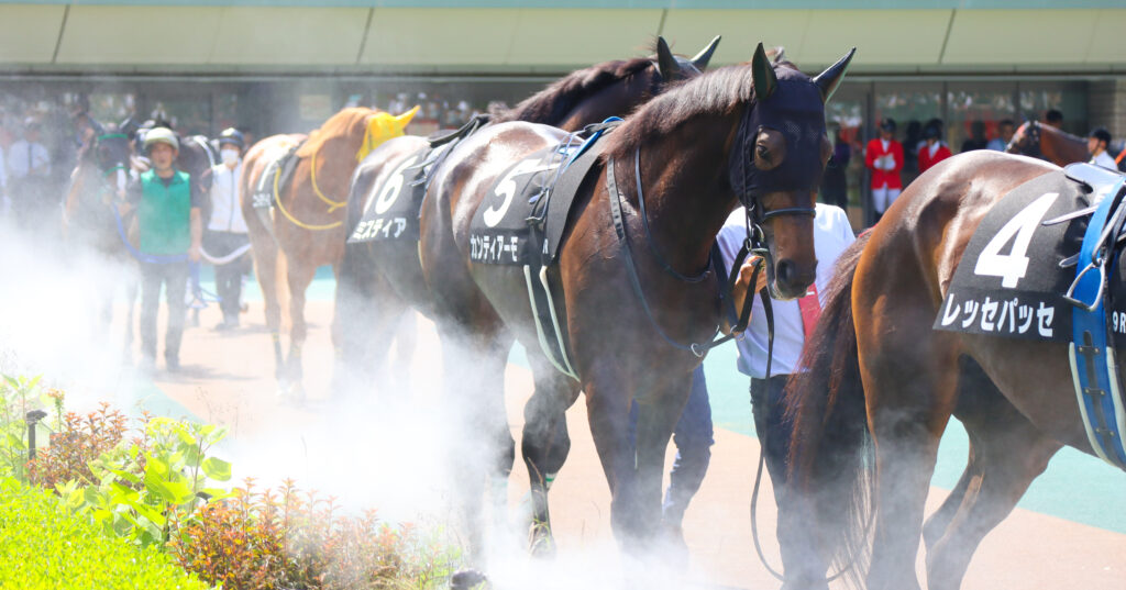2024年5月18日東京競馬場のカーネーションカップ、パドックを落ち着いた様子で周回する出資馬カンティアーモ