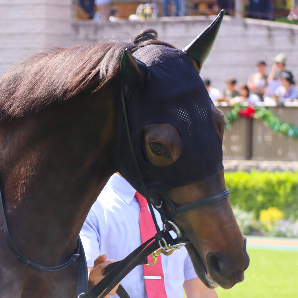 2024年5月18日東京競馬場のカーネーションカップ、パドックを落ち着いた様子で周回する出資馬カンティアーモ