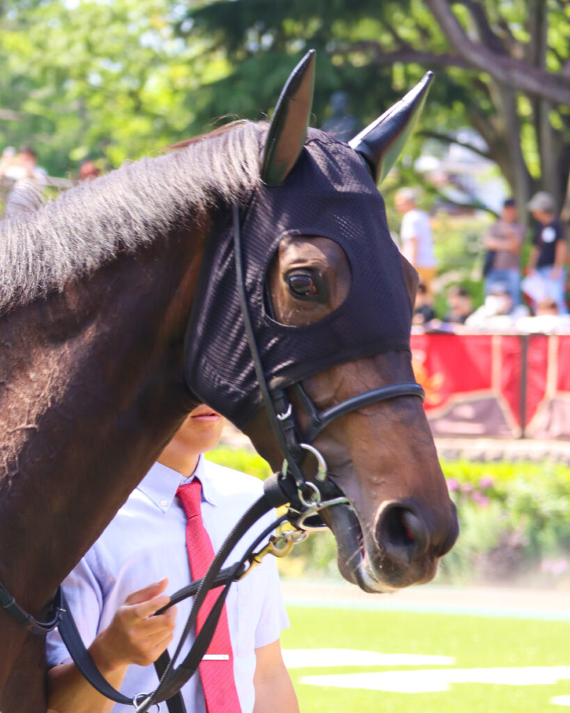 2024年5月18日東京競馬場のカーネーションカップ、パドックを落ち着いた様子で周回する出資馬カンティアーモ
