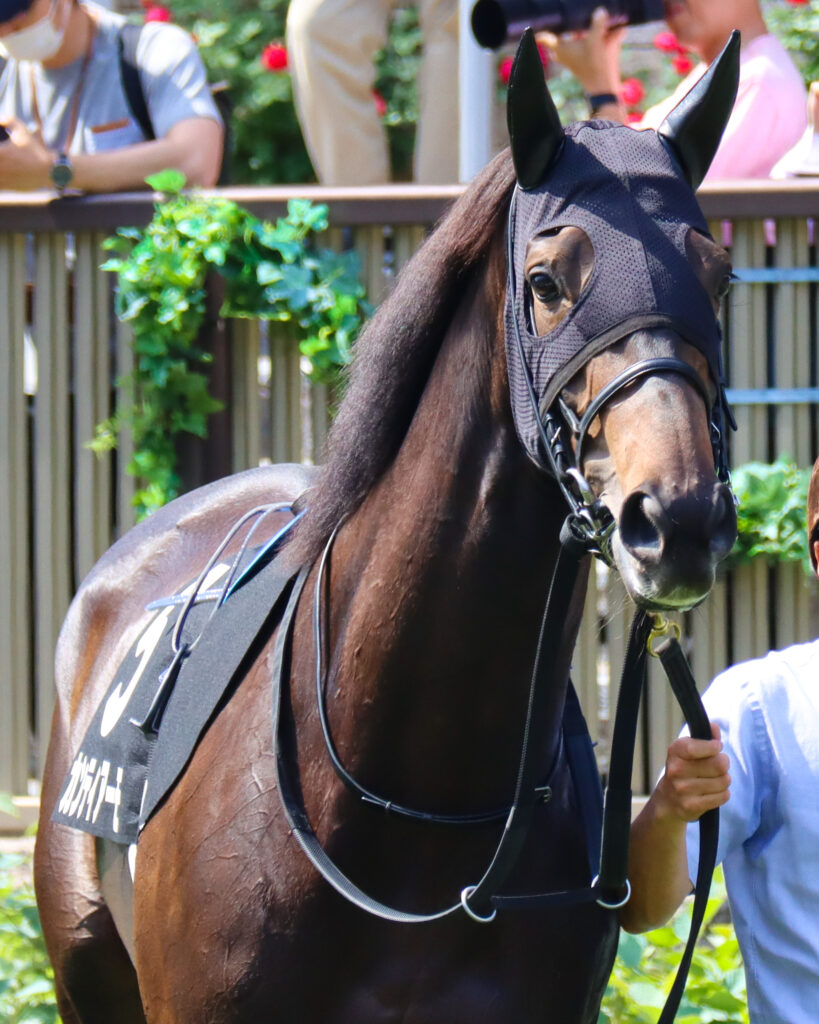 2024年5月18日東京競馬場のカーネーションカップ、パドックを落ち着いた様子で周回する出資馬カンティアーモ