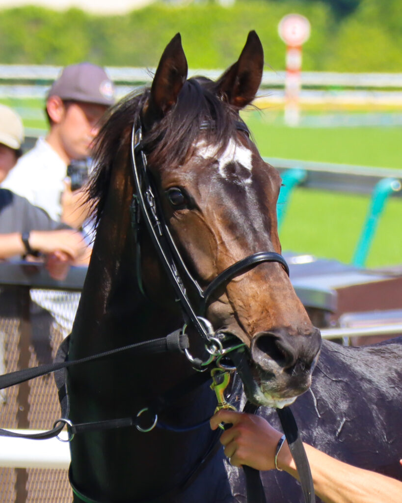 2024年5月18日東京競馬場のカーネーションカップで勝利し、ウイナーズサークルで誇らしげにする出資馬カンティアーモ