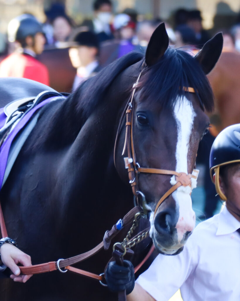 2023年10月29日東京競馬場・天皇賞（秋）のパドックで、少年のような表情を見せるダノンベルーガの姿