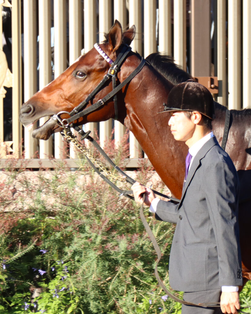 2023年10月29日東京競馬場・天皇賞(秋)のパドックで、アメコミ風の笑顔を見せるドウデュースのユニークな一枚