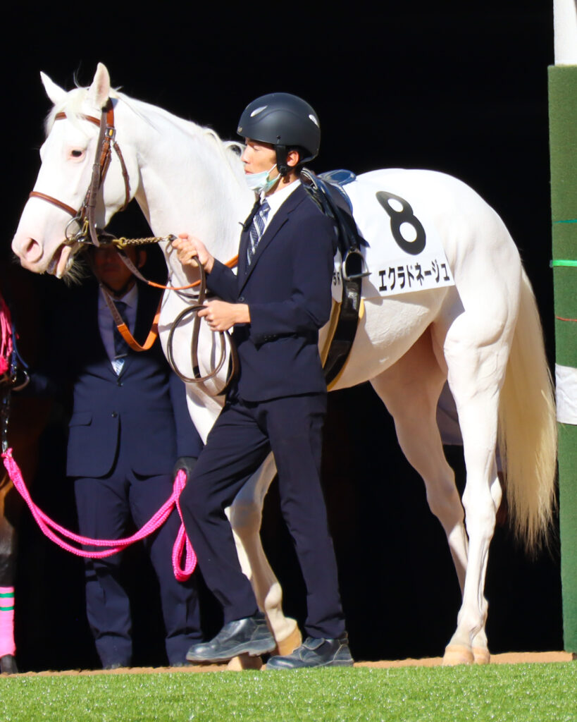 2024年11月30日中山競馬場のメイクデビュー新馬戦、パドックで落ち着いた雰囲気を見せる出資馬エクラドネージュの初出走前の姿