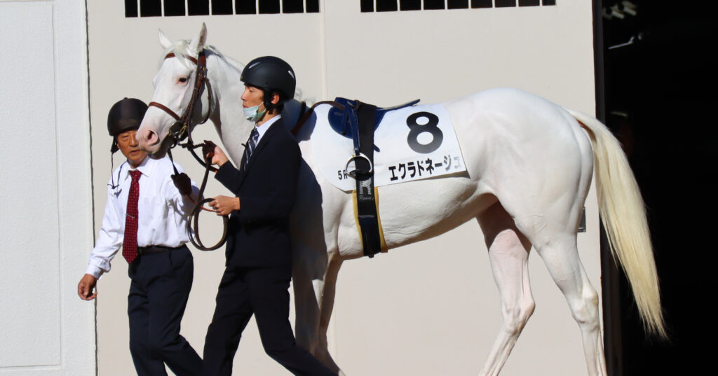 2024年11月30日中山競馬場のメイクデビュー新馬戦、パドックで落ち着いた雰囲気を見せる出資馬エクラドネージュの初出走前の姿