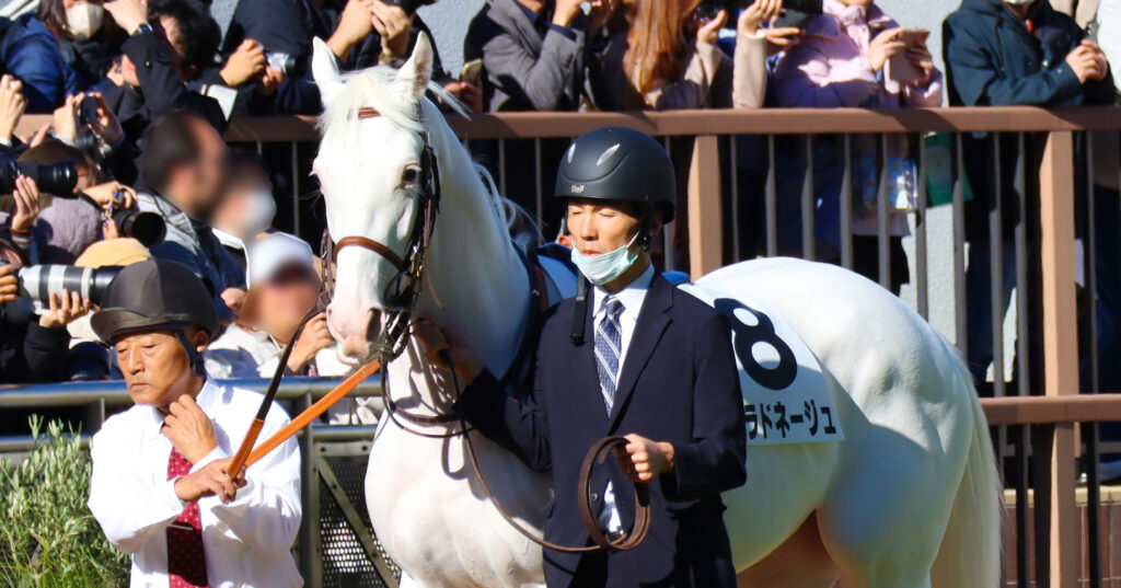 2024年11月30日中山競馬場のメイクデビュー新馬戦、パドックで落ち着いた雰囲気を見せる出資馬エクラドネージュの初出走前の姿