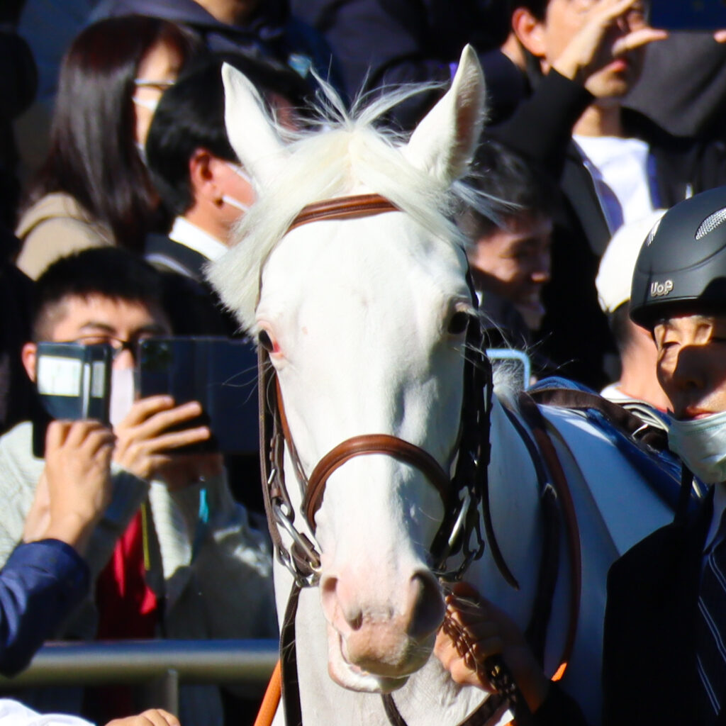 2024年11月30日中山競馬場のメイクデビュー新馬戦、パドックで落ち着いた雰囲気を見せる出資馬エクラドネージュの初出走前の姿