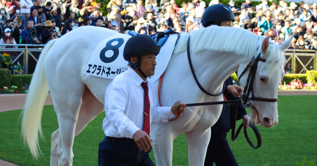2024年11月30日中山競馬場のメイクデビュー新馬戦、パドックで落ち着いた雰囲気を見せる出資馬エクラドネージュの初出走前の姿