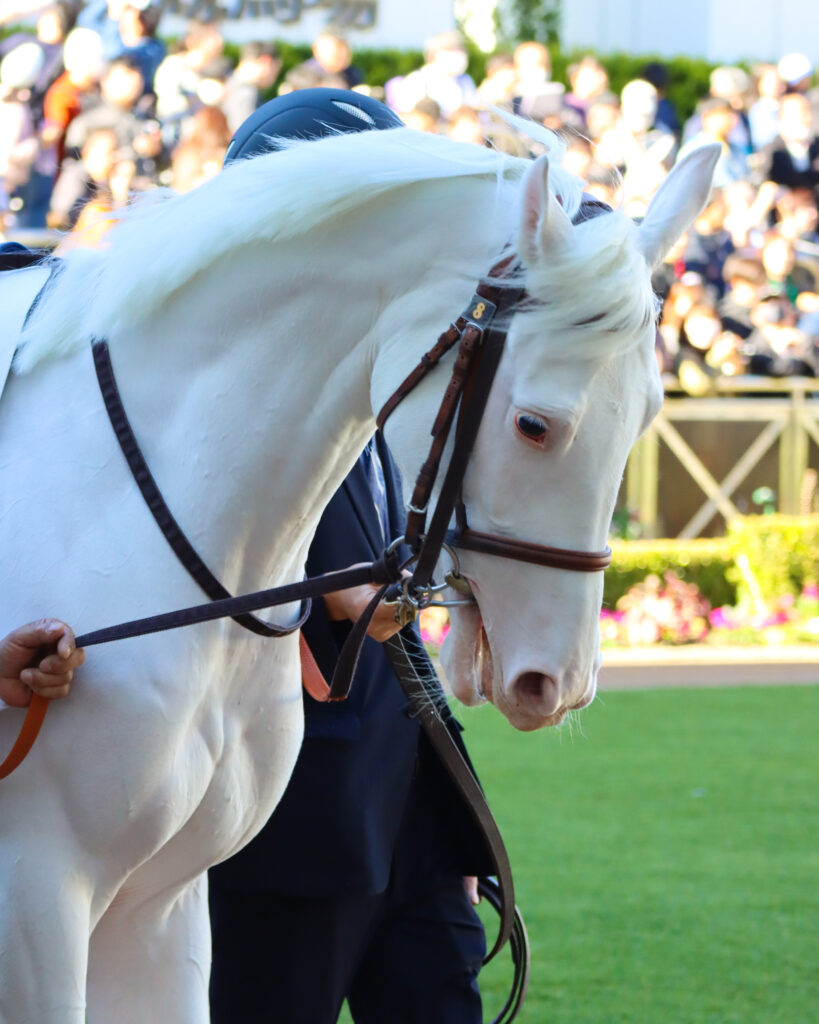2024年11月30日中山競馬場のメイクデビュー新馬戦、パドックで落ち着いた雰囲気を見せる出資馬エクラドネージュの初出走前の姿