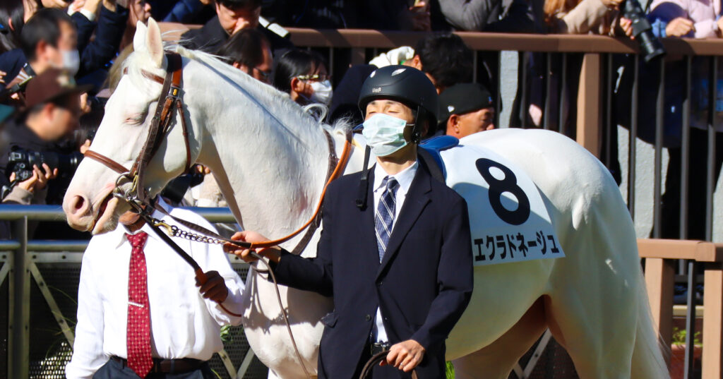 2024年11月30日中山競馬場のメイクデビュー新馬戦、パドックで落ち着いた雰囲気を見せる出資馬エクラドネージュの初出走前の姿