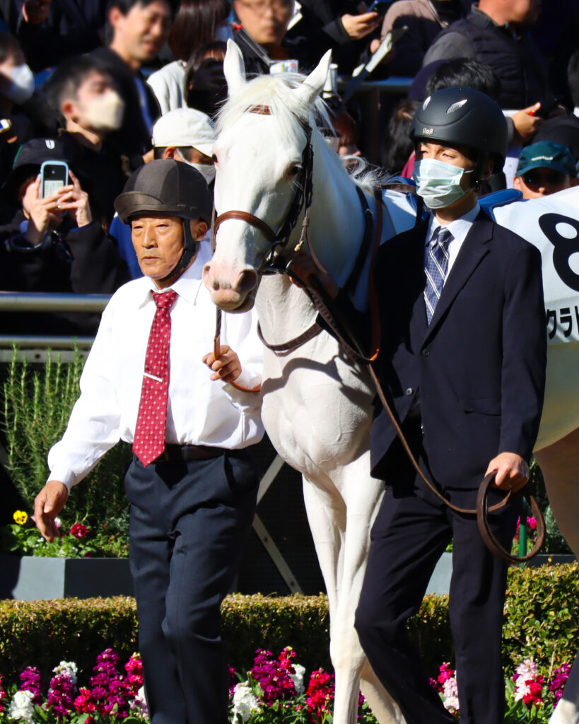 2024年11月30日中山競馬場のメイクデビュー新馬戦、パドックで落ち着いた雰囲気を見せる出資馬エクラドネージュの初出走前の姿
