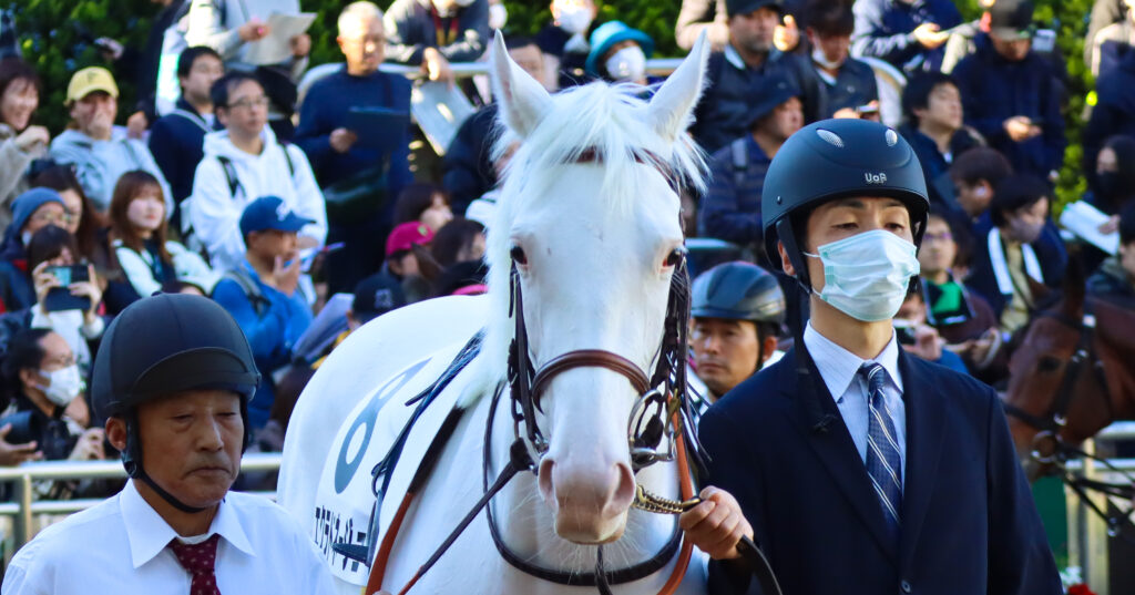 2024年11月30日中山競馬場のメイクデビュー新馬戦、パドックで落ち着いた雰囲気を見せる出資馬エクラドネージュの初出走前の姿