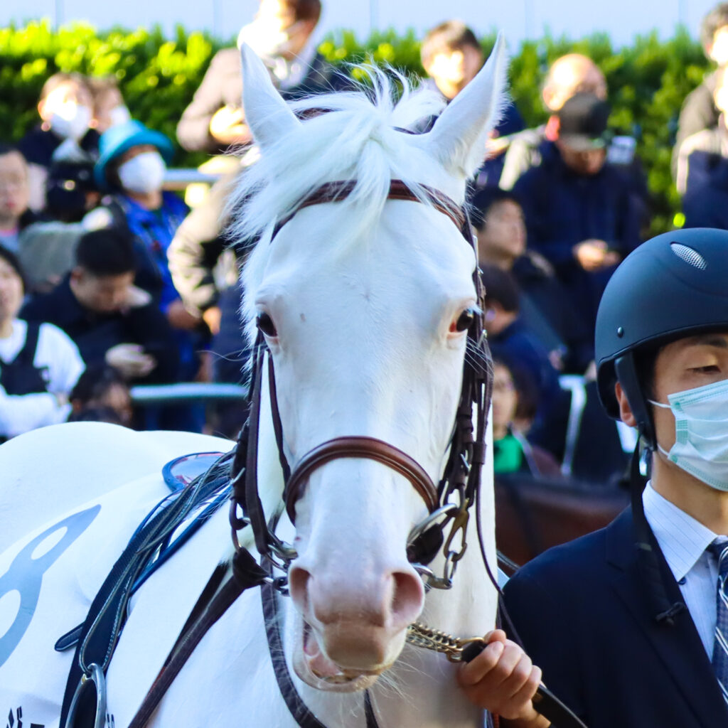 2024年11月30日中山競馬場のメイクデビュー新馬戦、パドックに集まる人々をつぶらな瞳で見つめる出資馬エクラドネージュの愛らしい表情