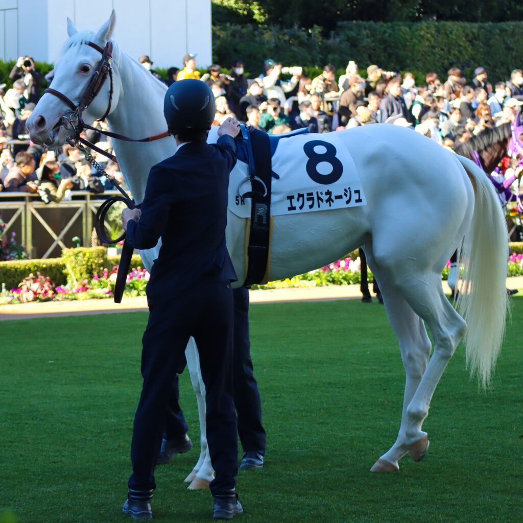 2024年11月30日中山競馬場のメイクデビュー新馬戦、パドックで静かに佇む出資馬エクラドネージュの初出走前の姿