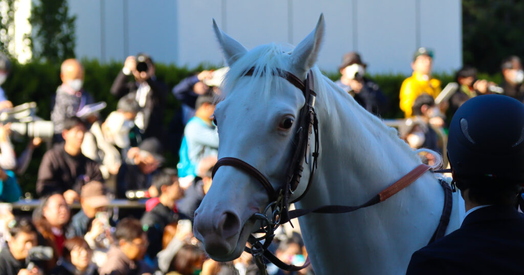 2024年11月30日中山競馬場のメイクデビュー新馬戦、パドックに集まる人々をつぶらな瞳で見つめる出資馬エクラドネージュの愛らしい表情