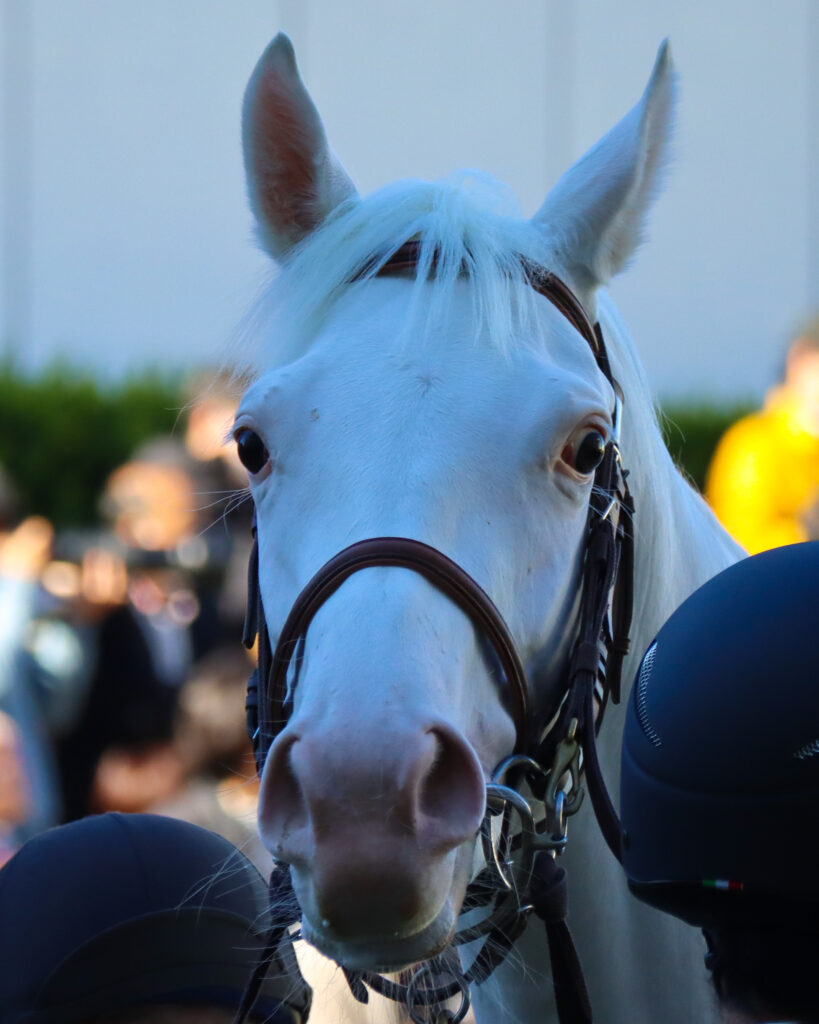 2024年11月30日中山競馬場のメイクデビュー新馬戦、パドックに集まる人々をつぶらな瞳で見つめる出資馬エクラドネージュの愛らしい表情