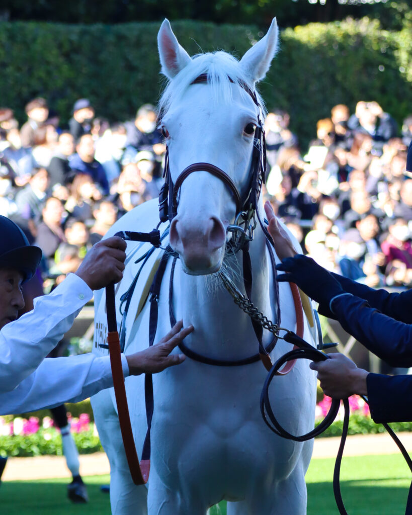 2024年11月30日中山競馬場のメイクデビュー新馬戦、パドックに集まる人々をつぶらな瞳で見つめる出資馬エクラドネージュの愛らしい表情