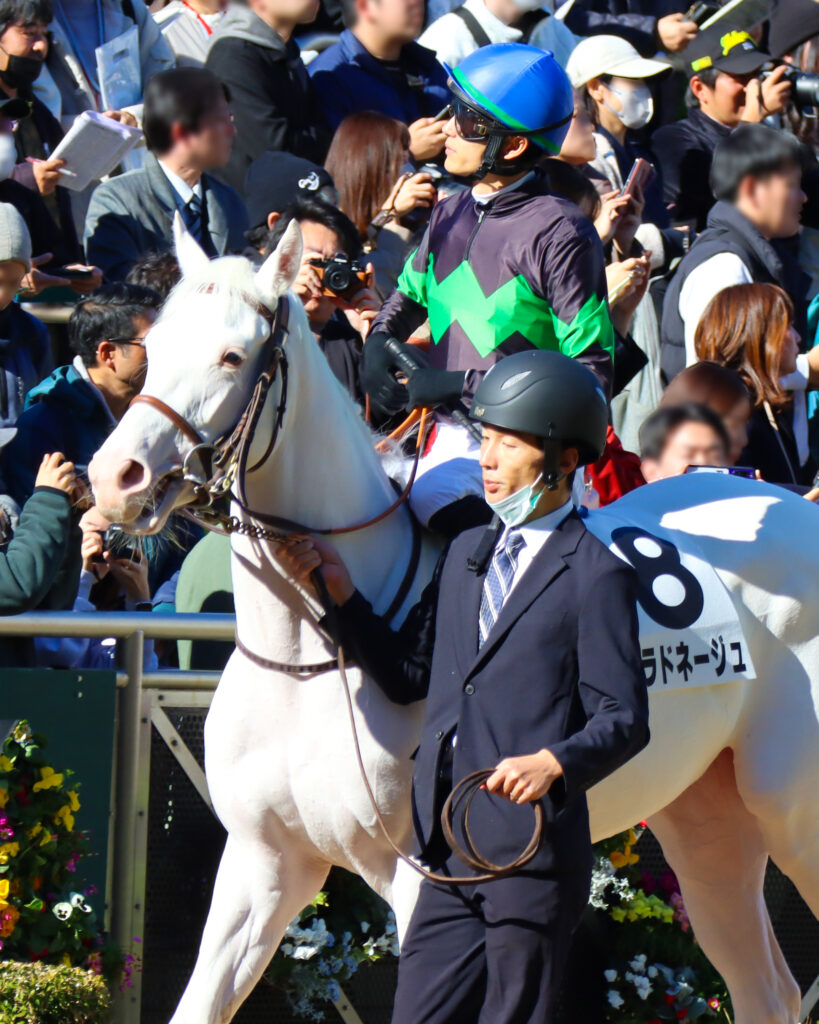 2024年11月30日中山競馬場のメイクデビュー新馬戦、パドックで坂井瑠星騎手が騎乗した出資馬エクラドネージュの初出走前の姿