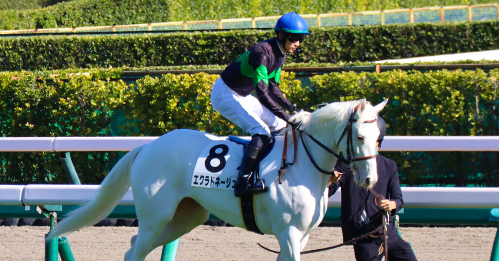 2024年11月30日中山競馬場のメイクデビュー新馬戦、返し馬で坂井瑠星騎手が騎乗する出資馬エクラドネージュの初陣前の姿