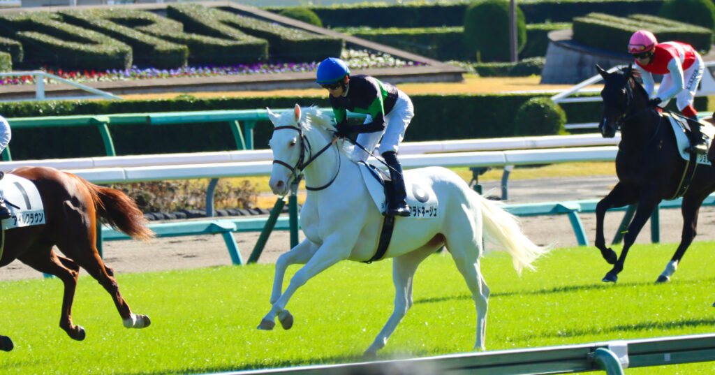 2024年11月30日中山競馬場のメイクデビュー新馬戦、返し馬で坂井瑠星騎手が騎乗する出資馬エクラドネージュの初陣前の姿