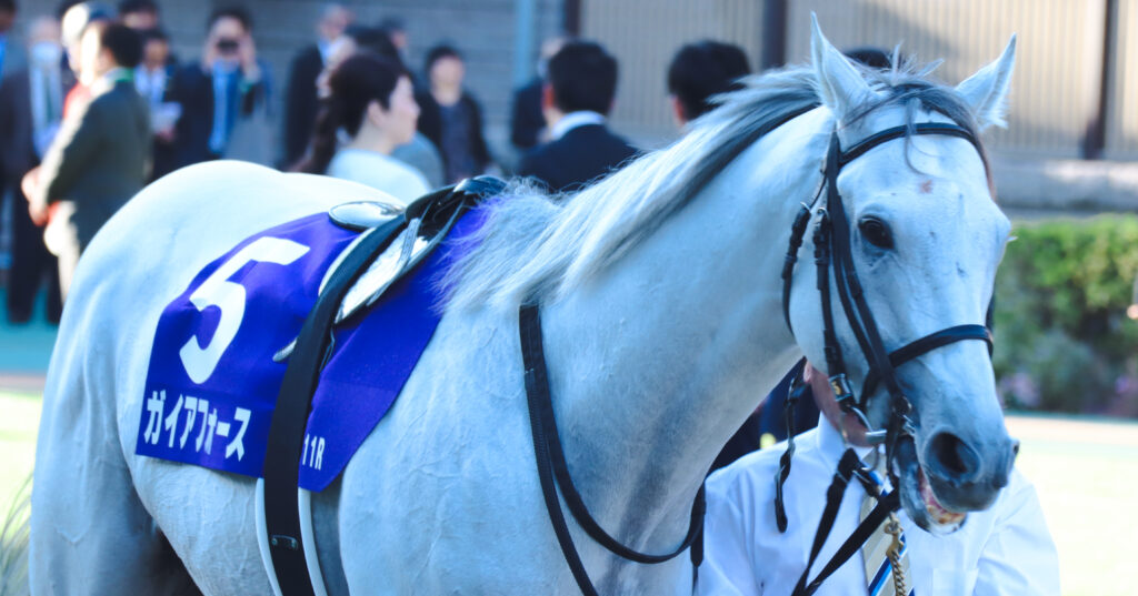 2023年10月29日、東京競馬場の天皇賞（秋）パドックで周回するガイアフォースの凛々しい姿