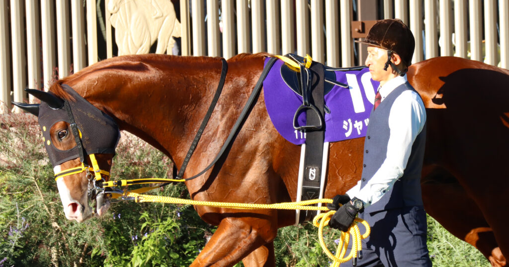 2023年10月29日、東京競馬場の天皇賞（秋）のパドックで、厩舎関係者に引かれて歩くジャックドール