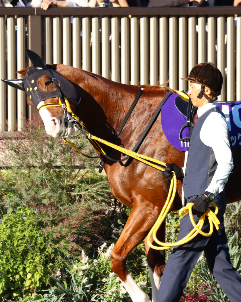 2023年10月29日天皇賞（秋）のパドックで、厩舎関係者に引かれながら笑顔を見せるジャックドール。まるでお散歩中の犬のような表情が印象的